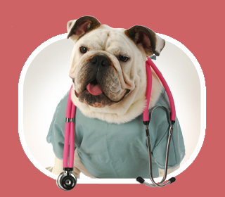 dog with stethoscope 